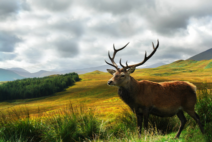 Stag On Hillside