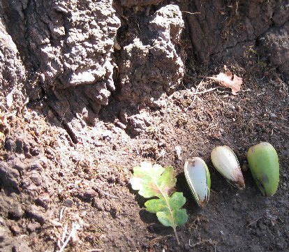 Acorns