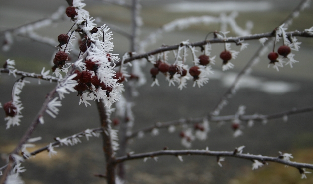 Spiky frost on a little tree