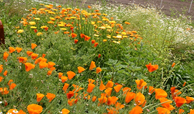 California poppies, calendula, lemon balm and more, oh my!