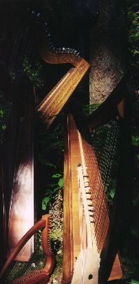 a harp tree ...